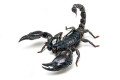 Heterometrus silenus Vietnam adult